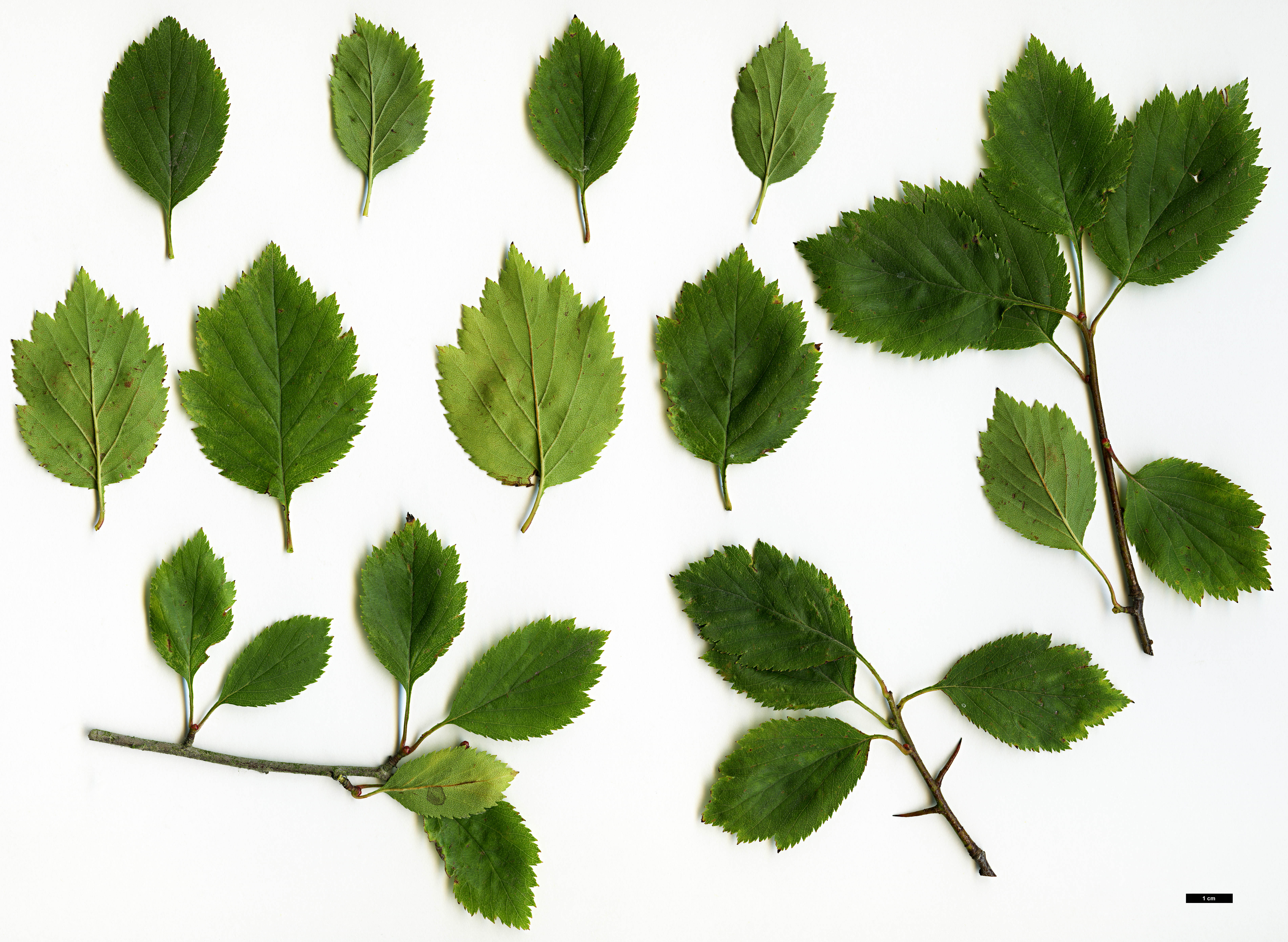 High resolution image: Family: Rosaceae - Genus: Crataegus - Taxon: aemula